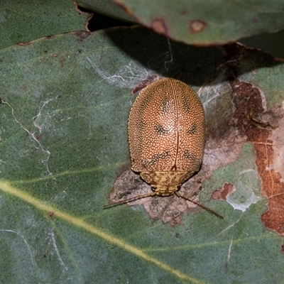 Paropsis atomaria (Eucalyptus leaf beetle) at Rockton, NSW - 18 Oct 2022 by AlisonMilton