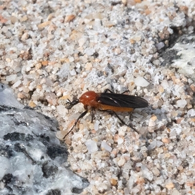 Bibio imitator (Garden maggot) at Green Cape, NSW - 18 Oct 2022 by AlisonMilton