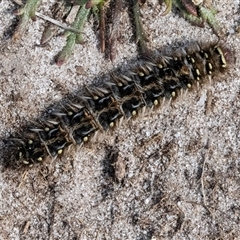 Anthelidae (family) (Unidentified Anthelid moth or Australian woolly bear) at Green Cape, NSW - 18 Oct 2022 by AlisonMilton