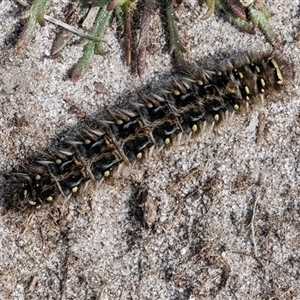 Anthelidae (family) (Unidentified Anthelid moth or Australian woolly bear) at Green Cape, NSW by AlisonMilton