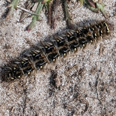 Anthelidae (family) (Unidentified Anthelid moth or Australian woolly bear) at Green Cape, NSW - 18 Oct 2022 by AlisonMilton