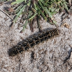 Anthelidae (family) at Green Cape, NSW - 18 Oct 2022 03:38 PM