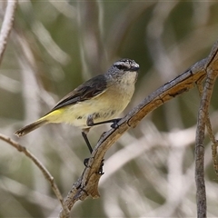 Acanthiza chrysorrhoa (Yellow-rumped Thornbill) at Fyshwick, ACT - 28 Dec 2024 by RodDeb