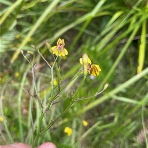 Unidentified Plant at Dunbogan, NSW by Nette