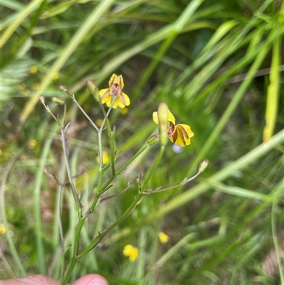 Unidentified Plant at Dunbogan, NSW - 29 Dec 2024 by Nette