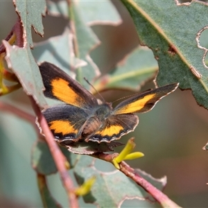 Paralucia aurifera at Rockton, NSW - 18 Oct 2022