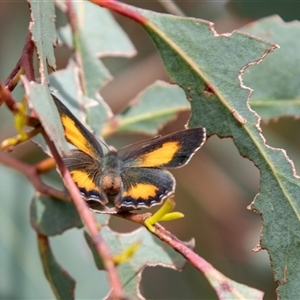 Paralucia aurifera at Rockton, NSW - 18 Oct 2022