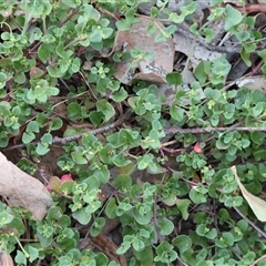 Einadia hastata (Berry Saltbush) at Chiltern, VIC - 27 Dec 2024 by KylieWaldon