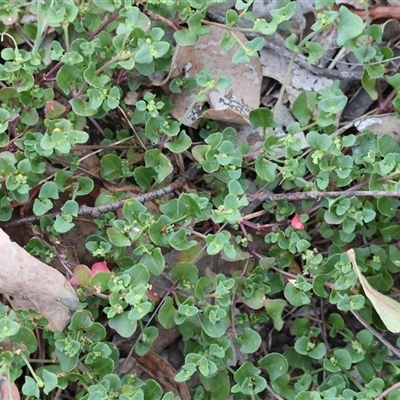 Unidentified Other Shrub at Chiltern, VIC - 26 Dec 2024 by KylieWaldon