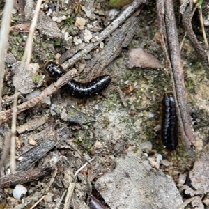 Lagriini sp. (tribe) (Unidentified lagriine darkling beetle) at Rockton, NSW by AlisonMilton