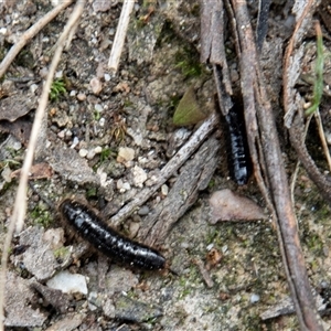 Lagriini sp. (tribe) at Rockton, NSW - 18 Oct 2022