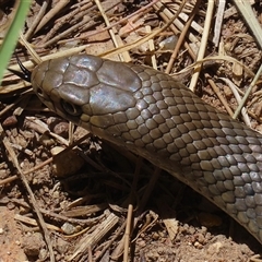 Pseudonaja textilis (Eastern Brown Snake) at Fyshwick, ACT - 28 Dec 2024 by RodDeb