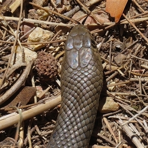 Pseudonaja textilis at Fyshwick, ACT - 28 Dec 2024