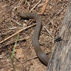 Pseudonaja textilis at Fyshwick, ACT - 28 Dec 2024