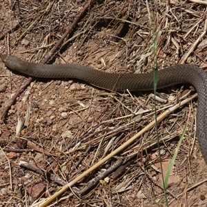 Pseudonaja textilis at Fyshwick, ACT - 28 Dec 2024