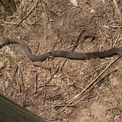 Pseudonaja textilis at Fyshwick, ACT - 28 Dec 2024