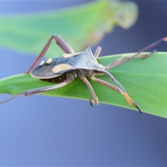 Mictis profana (Crusader Bug) at Chiltern, VIC - 27 Dec 2024 by KylieWaldon