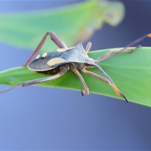 Mictis profana at Chiltern, VIC by KylieWaldon