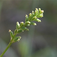 Microtis parviflora (Slender Onion Orchid) at Tharwa, ACT - 27 Dec 2024 by Frogmouth