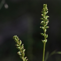 Microtis parviflora at Tharwa, ACT - 28 Dec 2024