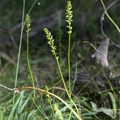 Microtis parviflora at Tharwa, ACT - 28 Dec 2024