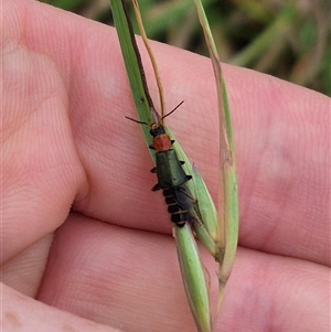 Carphurus sp. (genus) (Soft-winged flower beetle) at Tarago, NSW by clarehoneydove