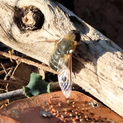 Villa sp. (genus) (Unidentified Villa bee fly) at Chiltern, VIC - 27 Dec 2024 by KylieWaldon