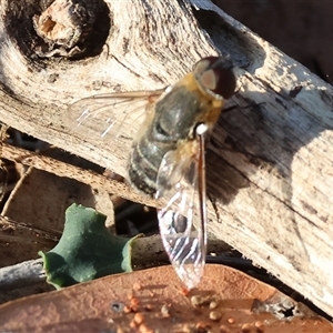 Villa sp. (genus) at Chiltern, VIC - 27 Dec 2024