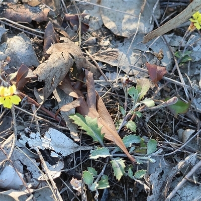 Goodenia hederacea (Ivy Goodenia) at Chiltern, VIC - 27 Dec 2024 by KylieWaldon