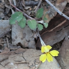 Goodenia hederacea at Chiltern, VIC - 27 Dec 2024 06:51 AM