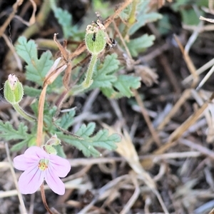 Erodium botrys at Chiltern, VIC - 27 Dec 2024 07:00 AM