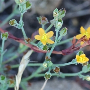 Hypericum gramineum at Chiltern, VIC - 27 Dec 2024 07:00 AM