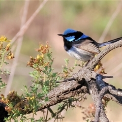 Malurus cyaneus (Superb Fairywren) at Chiltern, VIC - 27 Dec 2024 by KylieWaldon