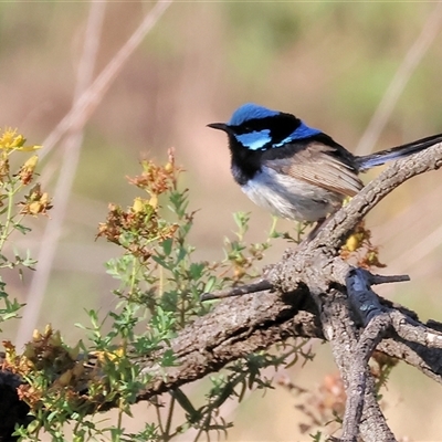 Malurus cyaneus (Superb Fairywren) at Chiltern, VIC - 27 Dec 2024 by KylieWaldon