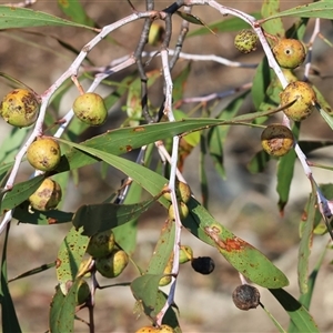 Acacia pycnantha at Chiltern, VIC - 27 Dec 2024 07:04 AM