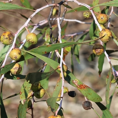 Acacia pycnantha (Golden Wattle) at Chiltern, VIC - 27 Dec 2024 by KylieWaldon