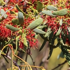 Amyema miquelii (Box Mistletoe) at Chiltern, VIC - 27 Dec 2024 by KylieWaldon