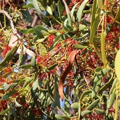 Amyema miquelii at Chiltern, VIC - 27 Dec 2024 07:08 AM