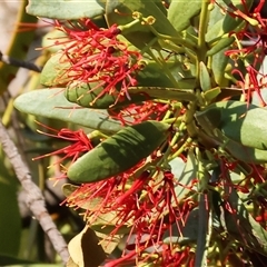 Amyema miquelii at Chiltern, VIC - 27 Dec 2024 07:08 AM