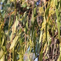 Amyema miquelii at Chiltern, VIC - 27 Dec 2024 07:08 AM