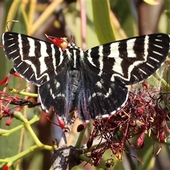 Comocrus behri (Mistletoe Day Moth) at Chiltern, VIC - 27 Dec 2024 by KylieWaldon