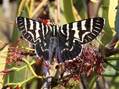 Comocrus behri (Mistletoe Day Moth) at Chiltern, VIC - 27 Dec 2024 by KylieWaldon
