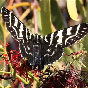 Comocrus behri at Chiltern, VIC - 27 Dec 2024 07:11 AM