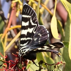 Comocrus behri at Chiltern, VIC - 27 Dec 2024 07:11 AM