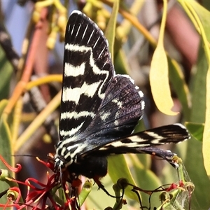 Comocrus behri at Chiltern, VIC - 27 Dec 2024 07:11 AM