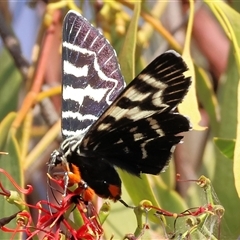 Comocrus behri at Chiltern, VIC - 27 Dec 2024 07:11 AM