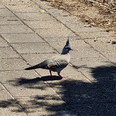 Ocyphaps lophotes (Crested Pigeon) at Glenelg North, SA - 29 Dec 2024 by Mike