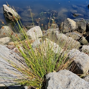 Unidentified Rush, Sedge or Mat Rush at Glenelg North, SA by Mike