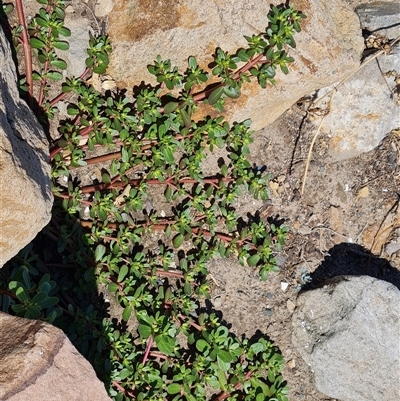 Unidentified Other Wildflower or Herb at Glenelg North, SA - 29 Dec 2024 by Mike