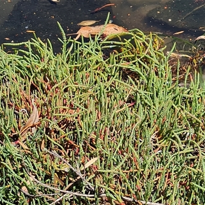 Unidentified Other Wildflower or Herb at Glenelg North, SA - 29 Dec 2024 by Mike